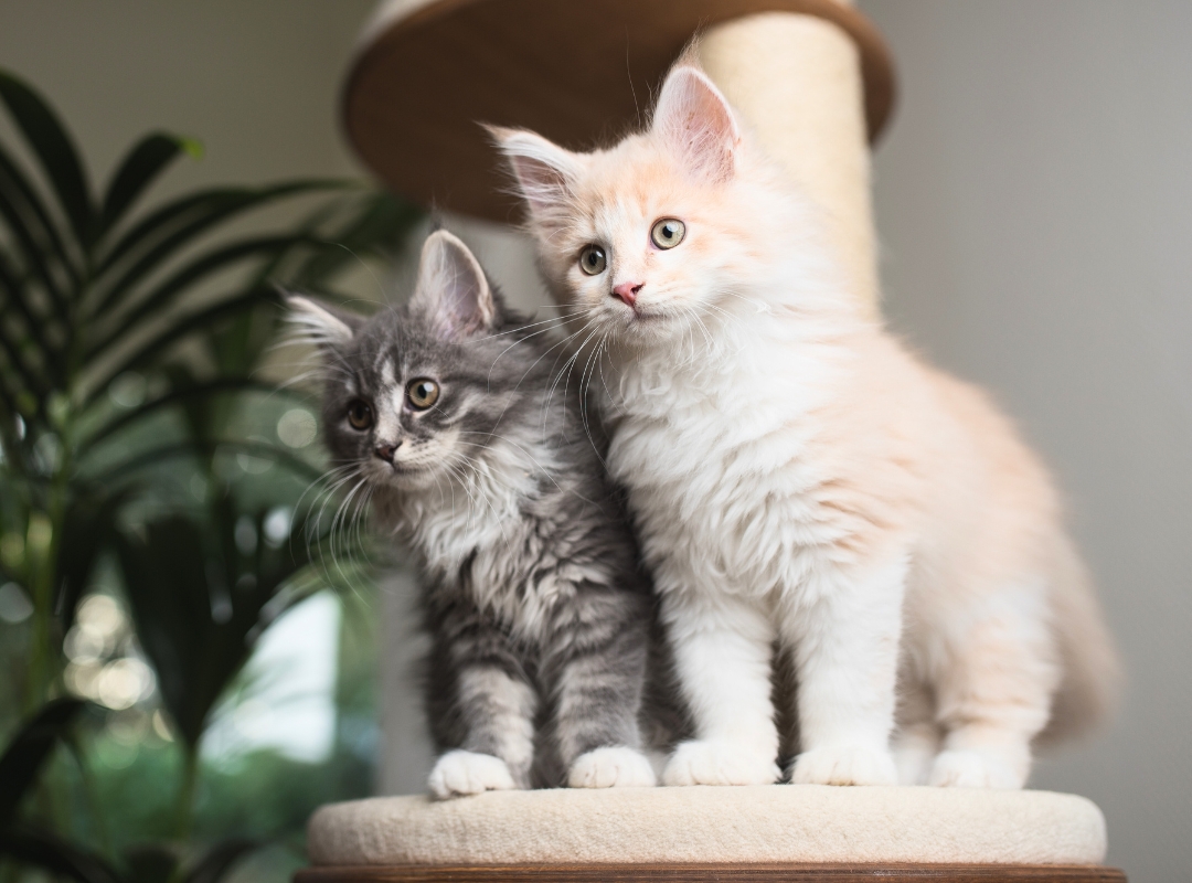 Two playful kittens perched on a cat tree