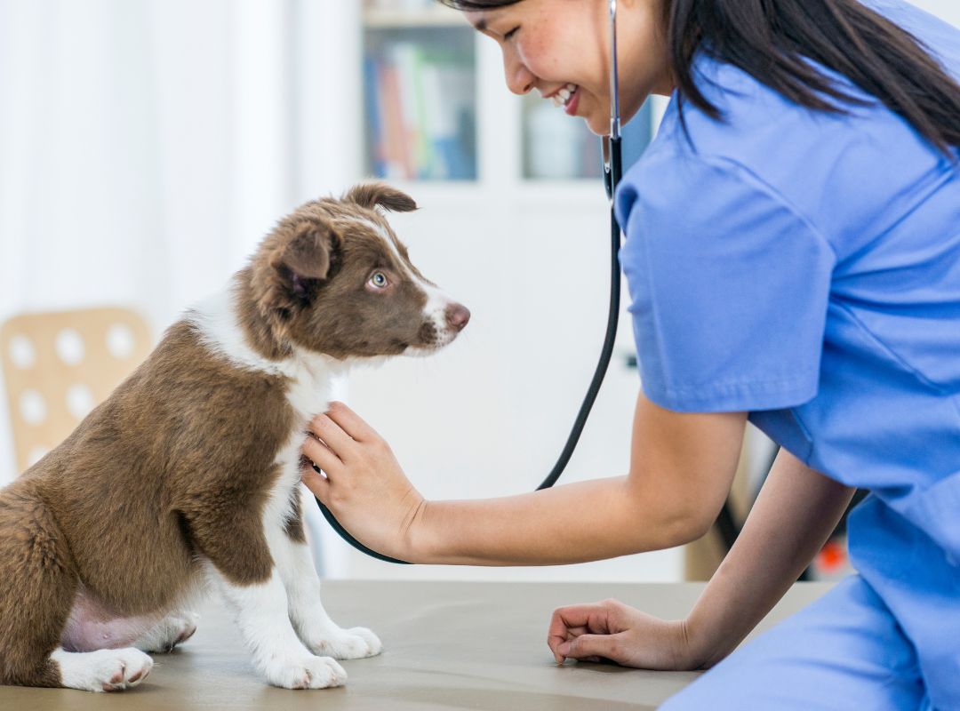 a vet checking of a dog